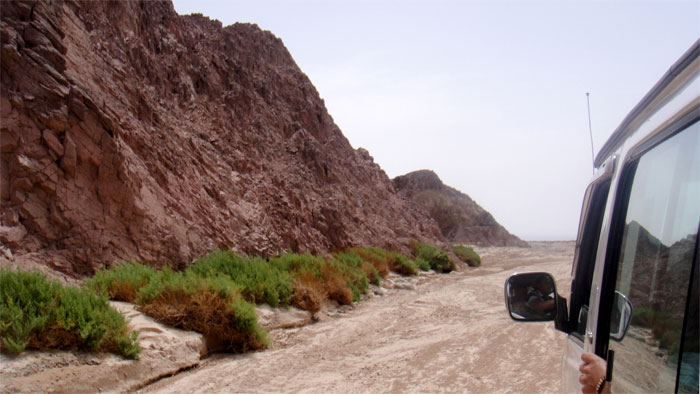 Nabq National Park