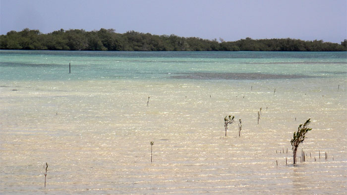 Mangroves in Nabq02