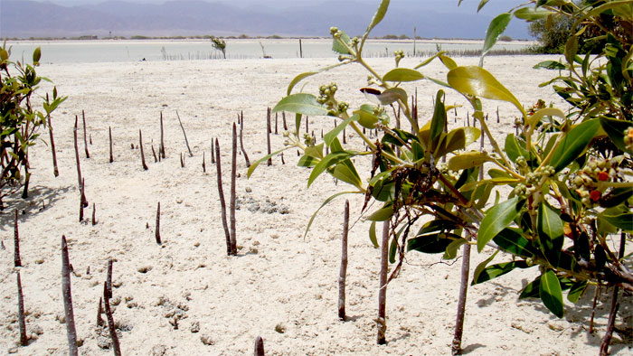 Mangroves in Nabq09