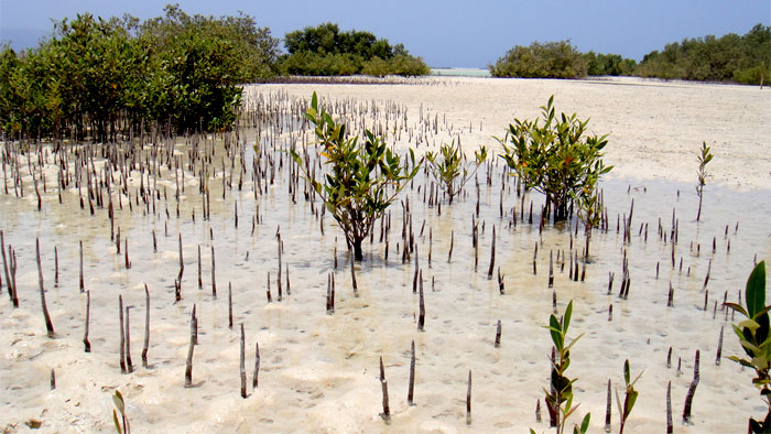 Mangroves in Nabq10