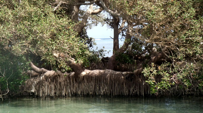 Mangroves in Nabq22