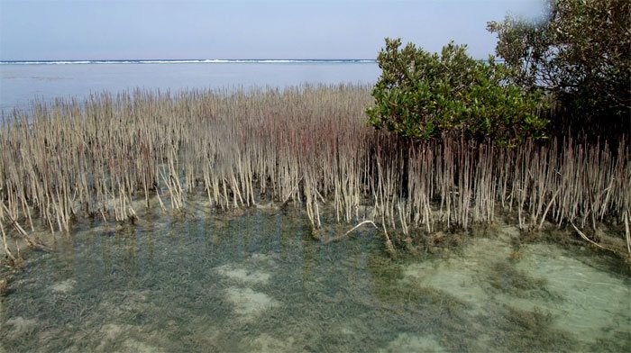 Mangroves in Nabq24