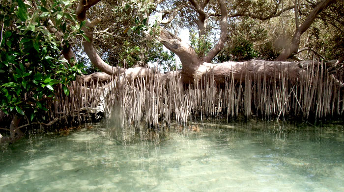 Mangroves in Nabq25